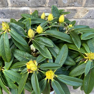 Rhododendron yakushimanum 'Surrey Heath' (Pot Size 3ltr) Rhododendron - image 2