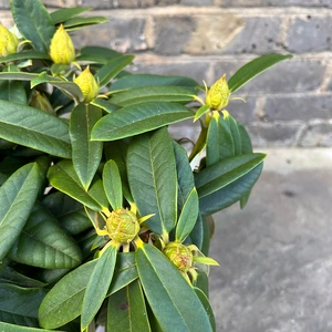 Rhododendron yakushimanum 'Surrey Heath' (Pot Size 3ltr) Rhododendron - image 3