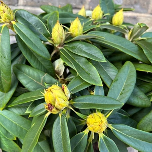 Rhododendron yakushimanum 'Surrey Heath' (Pot Size 3ltr) Rhododendron - image 4