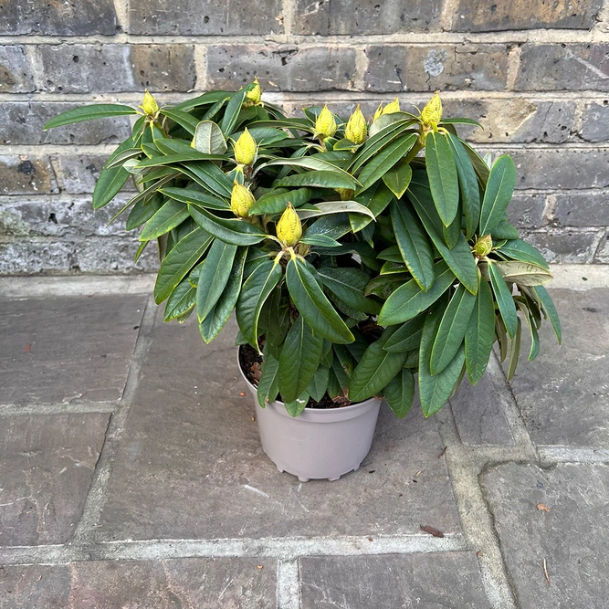 Rhododendron yakushimanum 'Surrey Heath' (Pot Size 3ltr) Rhododendron - image 5