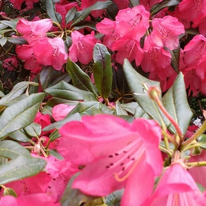 Rhododendron yakushimanum 'Surrey Heath' (Pot Size 3ltr) Rhododendron - image 1