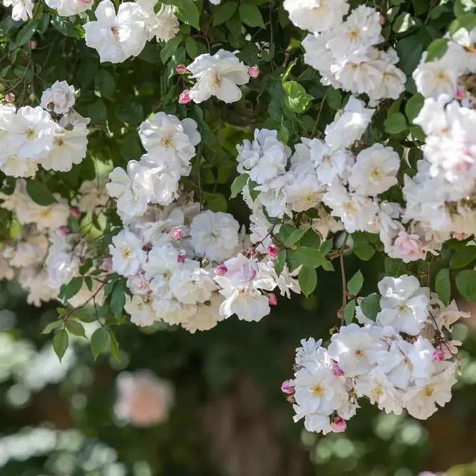 Rosa 'Adelaide D'orleans' (Pot Size 6L) David Austin Roses