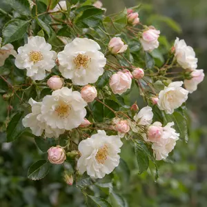 Rosa 'Adelaide D'orleans' (Pot Size 6L) David Austin Roses