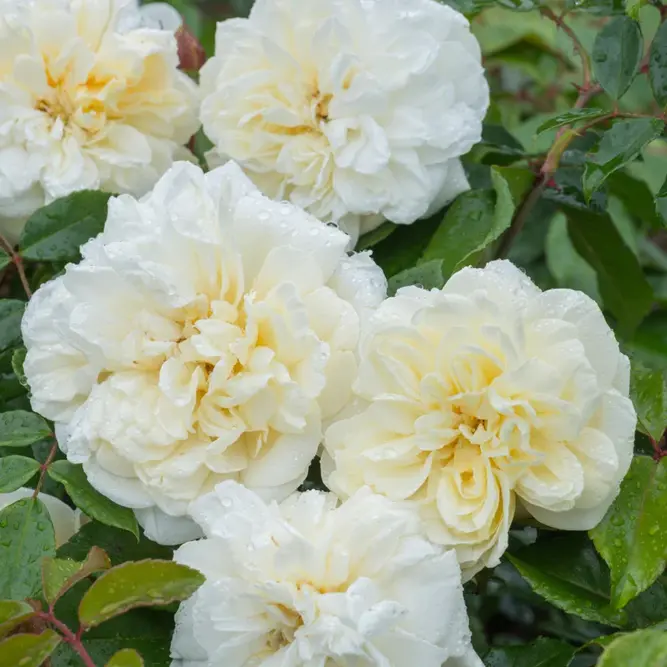 Rosa Alberic Barbier (Pot Size 6L) David Austin Roses - image 1