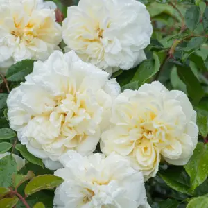 Rosa Alberic Barbier (Pot Size 6L) David Austin Roses