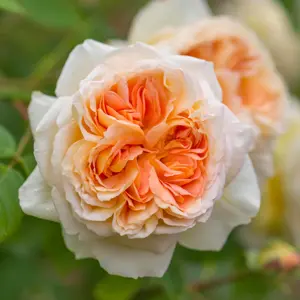 Rosa Bathsheba (Pot Size 6L) David Austin Roses - image 1