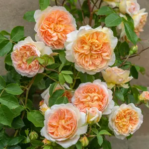 Rosa Bathsheba (Pot Size 6L) David Austin Roses - image 2