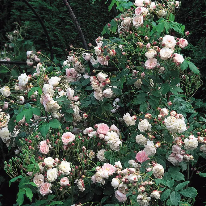 Rosa Blush Noisette (Pot Size 6L) David Austin Roses