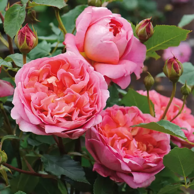 Rosa 'Boscobel' (Pot Size 6L) David Austin Roses - image 1