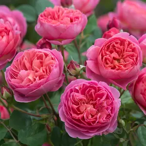 Rosa 'Boscobel' (Pot Size 6L) David Austin Roses - image 2