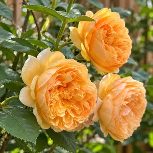 Rosa 'Bring Me Sunshine' - Bring Me Sunshine Rose