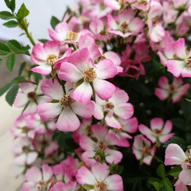 Rosa 'Cutie Pie' (Pot Size 3ltr) New Ground Cover Rose - image 1