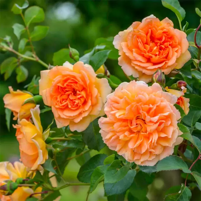 Rosa 'Dame Judy Dench' (Pot Size 6L) David Austin Roses - image 4