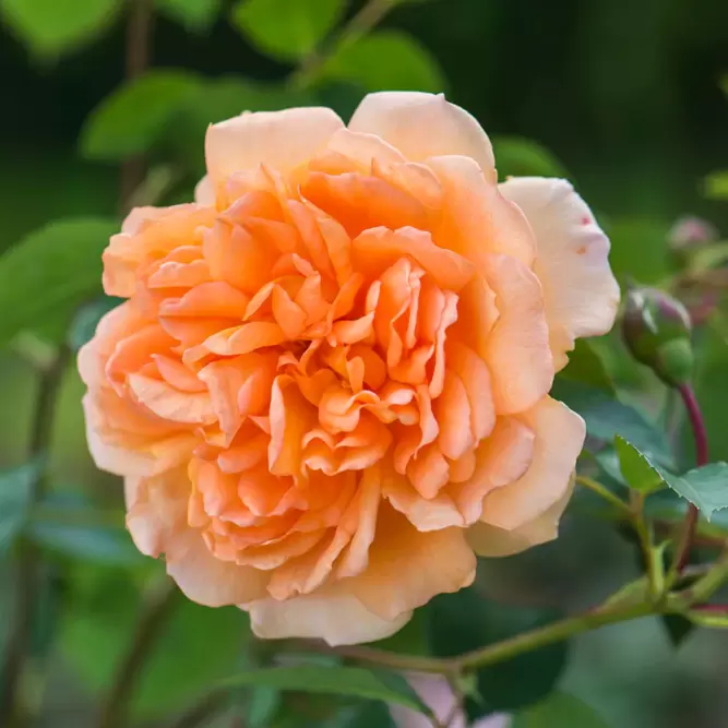 Rosa 'Dame Judy Dench' (Pot Size 6L) David Austin Roses - image 1