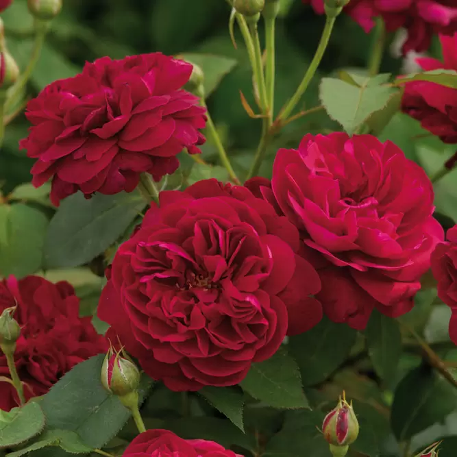 Rosa Darcey Bussell (Pot Size 6L) David Austin Roses