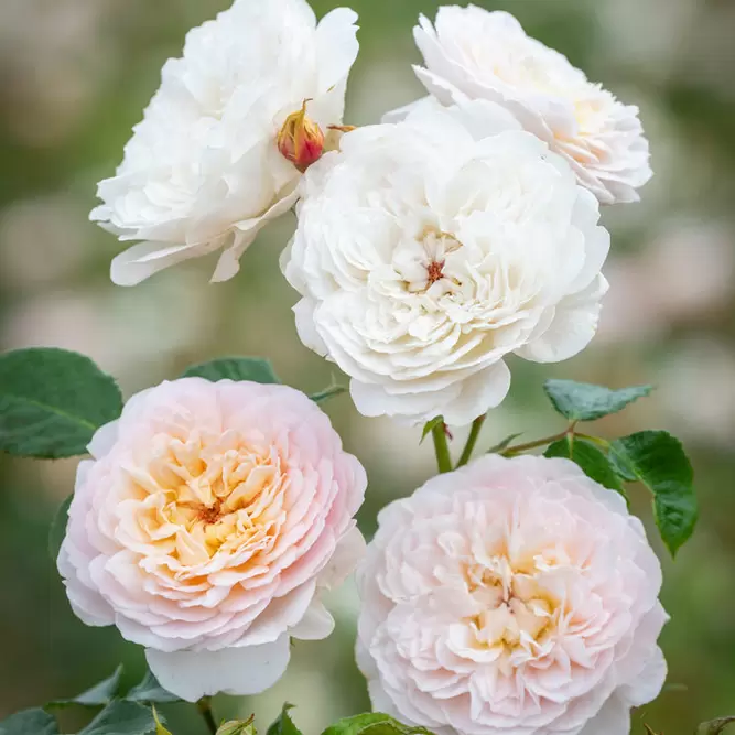 Rosa Emily Bronte (Pot Size 6L) David Austin Roses