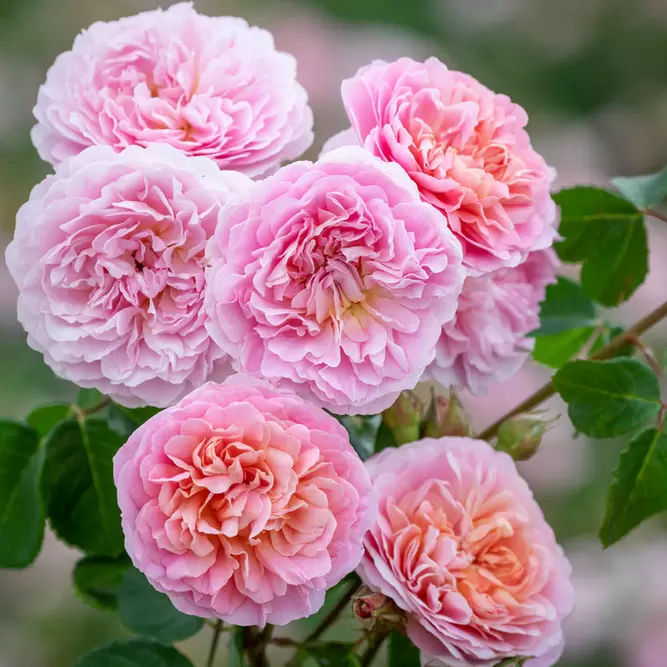 Rosa 'Eustacia Vye'  (Pot Size 6L) David Austin Roses - image 1