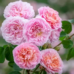 Rosa 'Eustacia Vye'  (Pot Size 6L) David Austin Roses - image 1