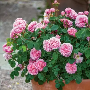 Rosa 'Eustacia Vye'  (Pot Size 6L) David Austin Roses - image 2