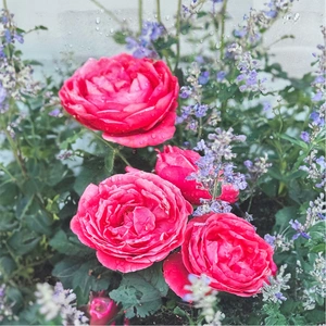 Rosa 'Fruity Parfuma' Floribunda (Pot Size 4.5L) Rose Shrub - image 1