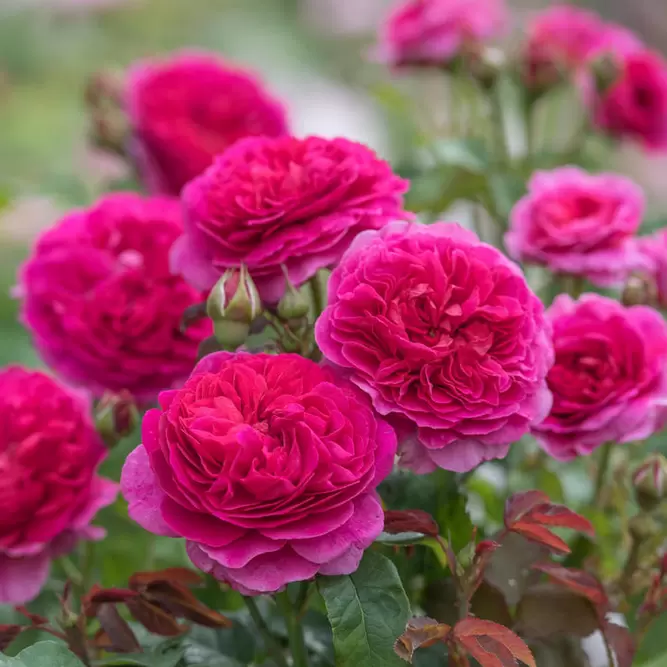 Rosa 'Gabriel Oak'  (Pot Size 6L) David Austin Roses