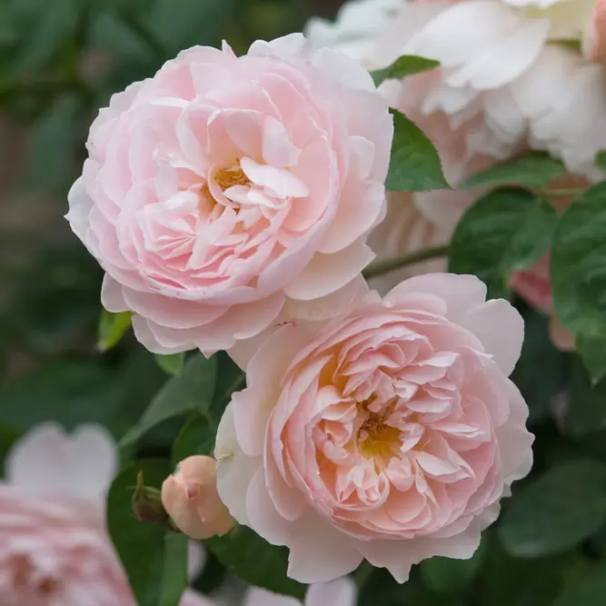 Rosa 'Gentle Hermione' (Pot Size 6L) David Austin Roses - image 1