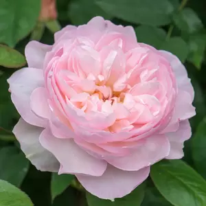 Rosa 'Gentle Hermione' (Pot Size 6L) David Austin Roses - image 2