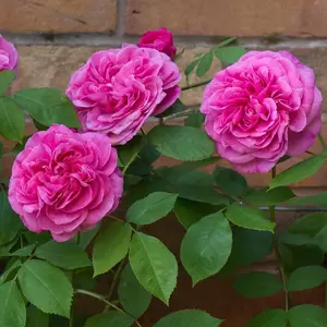Rosa 'Gertrude Jekyll' (Pot Size 6L) David Austin Roses