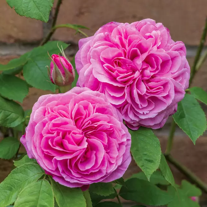 Rosa 'Gertrude Jekyll' (Pot Size 6L) David Austin Roses