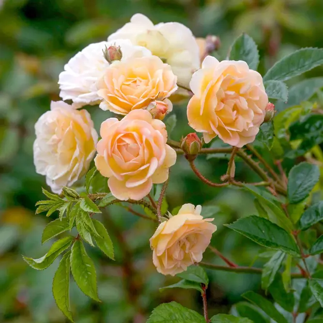 Rosa Ghislaine DeFeligonde (Pot Size 6L) David Austin Roses - image 1