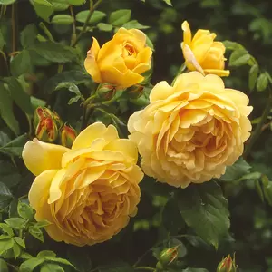 Rosa 'Golden Celebration' (Pot Size 6L) David Austin Roses - image 1