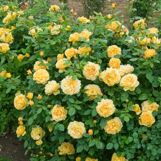 Rosa 'Golden Celebration' (Pot Size 6L) David Austin Roses - image 2