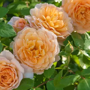 Rosa 'Grace' (Pot Size 6L) David Austin Roses - image 1
