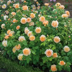 Rosa 'Grace' (Pot Size 6L) David Austin Roses - image 2