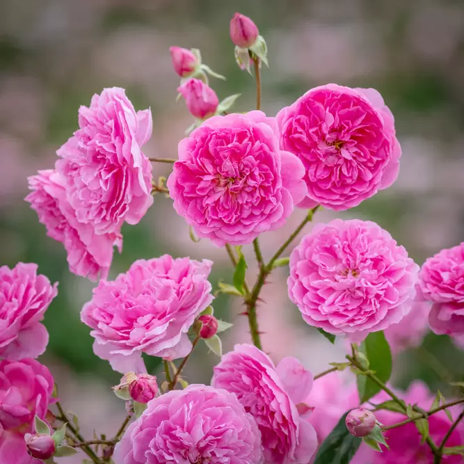 Rosa 'Harlow Carr' (Pot Size 6L) David Austin Roses