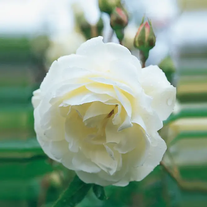 Rosa 'Iceberg' Floribunda Rosa (Pot Size 6L) David Austin Roses