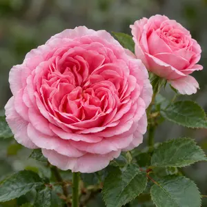 Rosa 'James Galway' (Pot Size 6L) David Austin Roses