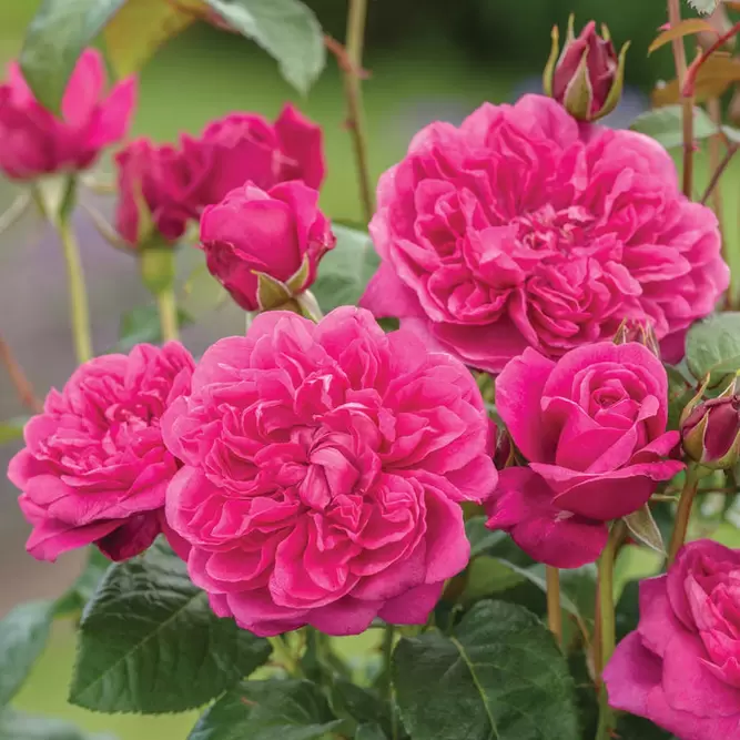 Rosa 'James L. Austin' (Pot Size 6L) David Austin Roses