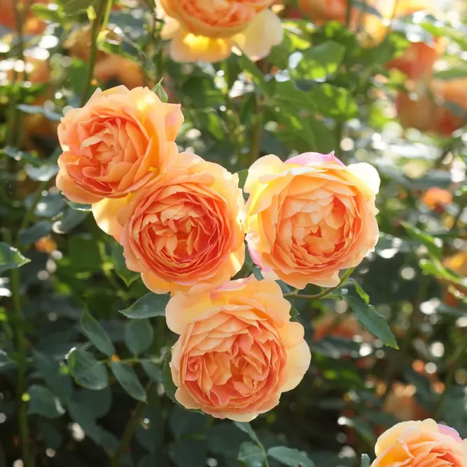 Rosa Lady of Shalott (Pot Size 6L) David Austin Roses