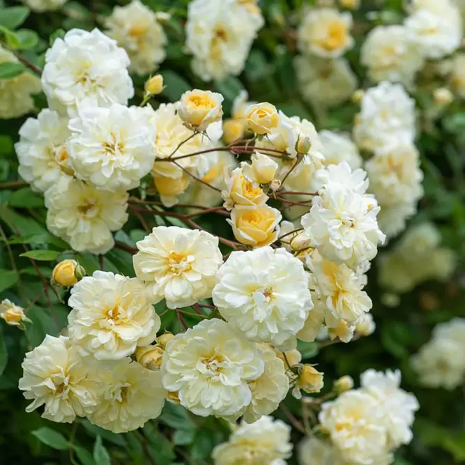 Rosa 'Malvern Hills' (Pot Size 6L) David Austin Roses