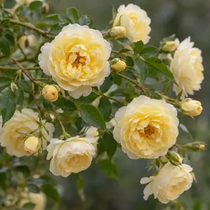Rosa 'Malvern Hills' (Pot Size 6L) David Austin Roses