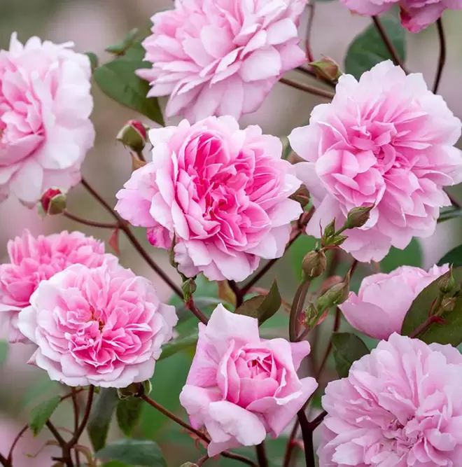 Rosa Mary Delany' (Previously 'Mortimer Sackler') (Pot Size 6L) David Austin Roses
