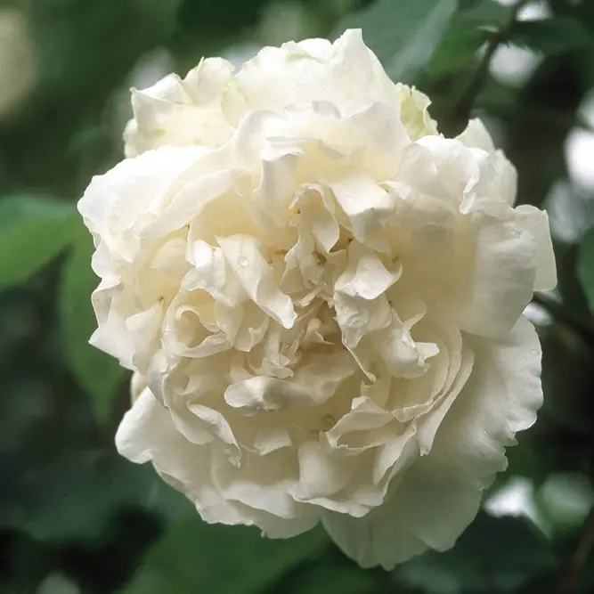 Rosa MME. Alfred Carrière (Pot Size 6L) David Austin Roses - image 1