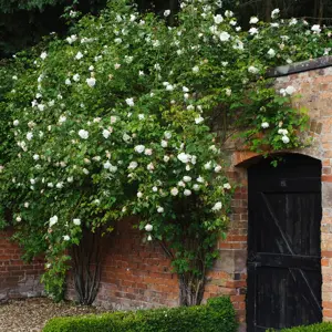 Rosa MME. Alfred Carrière (Pot Size 6L) David Austin Roses - image 2