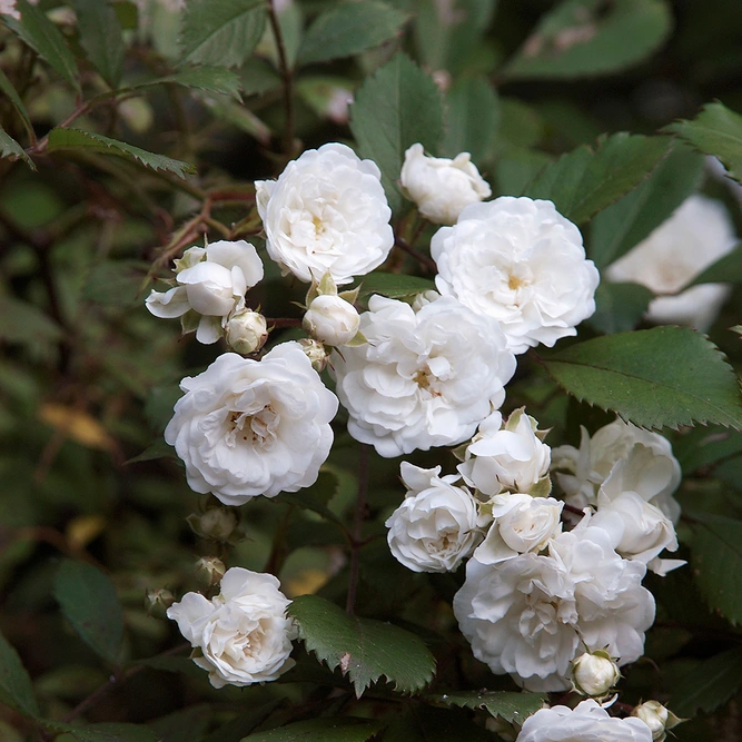 Rosa 'Noaschnee' White Flower Carpet (Pot Size 3L)