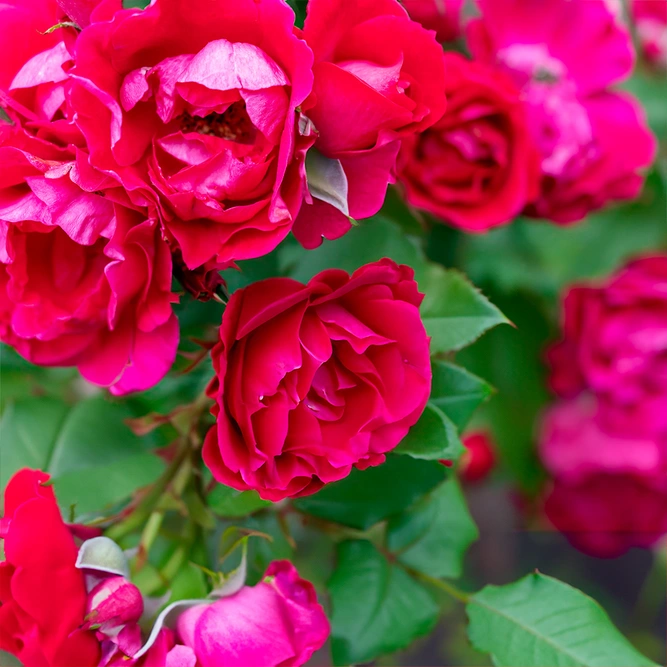 Rosa 'Noatraum' Pink Flower Carpet (Pot Size 3L) The Boma Garden Centre