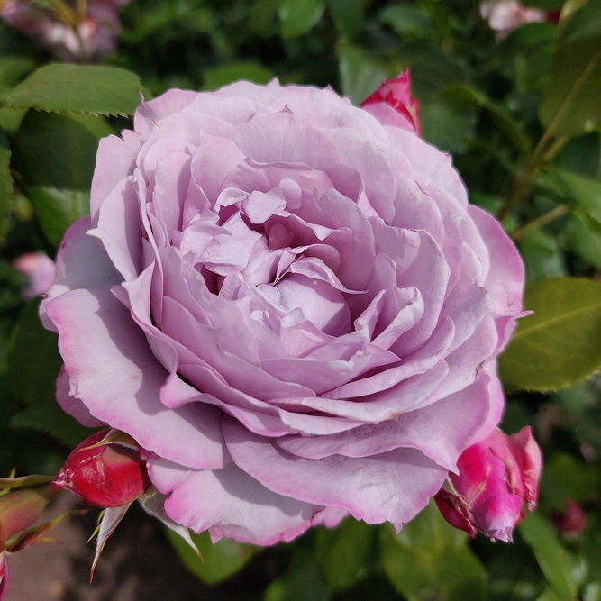 Rosa 'Novalis' Floribunda (Pot Size 4.5L) Rose Shrub - image 1