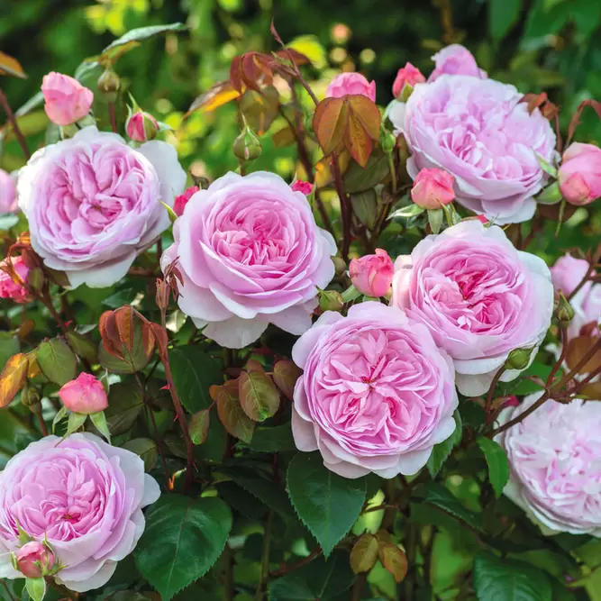 Rosa 'Olivia Rose Austin' (Pot Size 6L) David Austin Roses