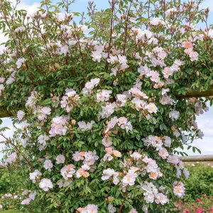 Rosa Open Arms (Pot Size 6L) David Austin Roses - image 2