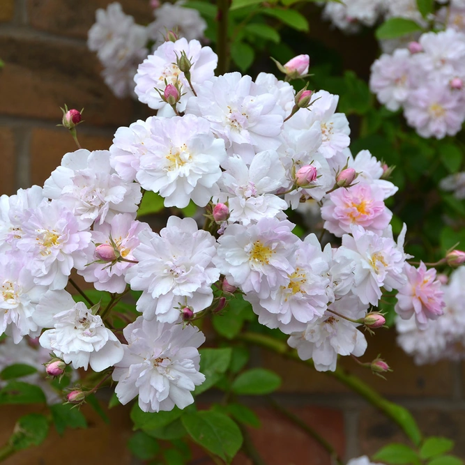 Rosa 'Pauls Himalayan Musk' (Pot Size 6L) David Austin Roses